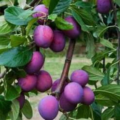 3 Super Easy To Grow Fruit Trees | Apple, Fig & Plum 15 3 Super Easy To Grow Fruit Trees | Apple, Fig & Plum -Plant Seeds Store FRU0106 6