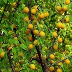 Oullins Golden Gage Plum Tree 10 Oullins Golden Gage Plum Tree -Plant Seeds Store FRU0112 1