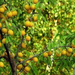 Oullins Golden Gage Plum Tree 12 Oullins Golden Gage Plum Tree -Plant Seeds Store FRU0112 2
