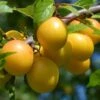 Oullins Golden Gage Plum Tree 2 Oullins Golden Gage Plum Tree -Plant Seeds Store FRU0112 4