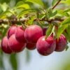 Opal Plum Tree 2 Opal Plum Tree -Plant Seeds Store FRU0113 1