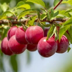 Mini Orchard Collection | Apple, Cherry & Plum -Plant Seeds Store FRU0113 1 84fbd27e ac86 49ba 8ce4 64832a2c9334