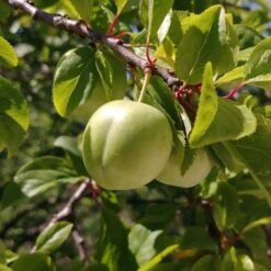 Old Greengage Plum Tree -Plant Seeds Store FRU0116 1