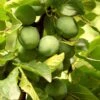 Old Greengage Plum Tree -Plant Seeds Store FRU0117 4