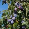 Merryweather Damson Tree 2 Merryweather Damson Tree -Plant Seeds Store FRU0120 1