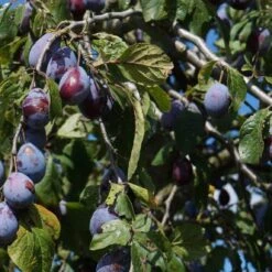 Merryweather Damson Tree 12 Merryweather Damson Tree -Plant Seeds Store FRU0120 2