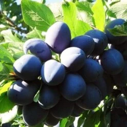 Merryweather Damson Tree 13 Merryweather Damson Tree -Plant Seeds Store FRU0121 5
