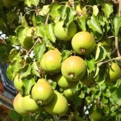 Williams Bon Chrétien Pear Tree 12 Williams Bon Chrétien Pear Tree -Plant Seeds Store FRU0122 4