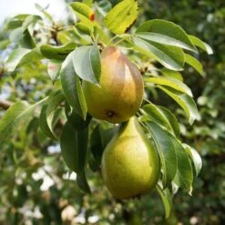 The 3 Top Performing Fruit Trees To Grow In The UK | Apple, Pear & Plum 10 The 3 Top Performing Fruit Trees To Grow In The UK | Apple, Pear & Plum -Plant Seeds Store FRU0122 5 9f804fa0 5256 4aac a3ea e8da26d0f46f