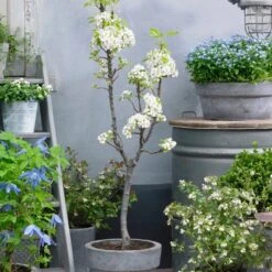 Doyenné Du Comice Pear Tree 11 Doyenné Du Comice Pear Tree -Plant Seeds Store FRU0124 4