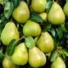 Doyenné Du Comice Pear Tree -Plant Seeds Store FRU0124 5