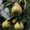 Conference Pear Tree -Plant Seeds Store FRU0126 1