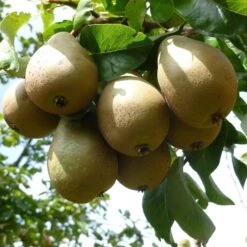 Conference Pear Tree -Plant Seeds Store FRU0126 2