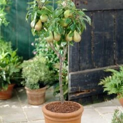 Conference Pear Tree -Plant Seeds Store FRU0126 4