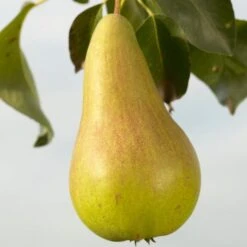 Concorde Pear Tree -Plant Seeds Store FRU0130 1