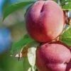 Red Haven Peach Tree 1 Red Haven Peach Tree -Plant Seeds Store FRU0132 1