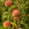 Peregrine Peach Tree 2 Peregrine Peach Tree -Plant Seeds Store FRU0133 1