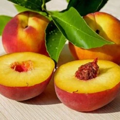 Peregrine Peach Tree -Plant Seeds Store FRU0133 3
