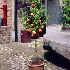 Avalon Pride Peach Tree -Plant Seeds Store FRU0136 3