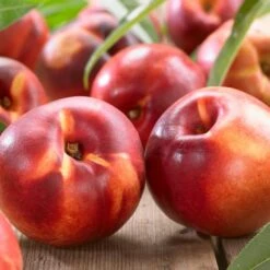 Lord Napier Nectarine Tree 14 Lord Napier Nectarine Tree -Plant Seeds Store FRU0140 2