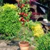 Lord Napier Nectarine Tree 1 Lord Napier Nectarine Tree -Plant Seeds Store FRU0140 3