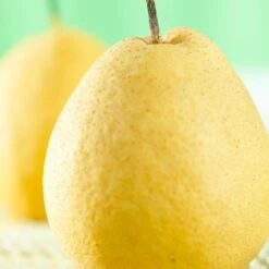 Kumoi' Asian Pear Tree | Nashi Pear 8 Kumoi' Asian Pear Tree | Nashi Pear -Plant Seeds Store FRU0142 1