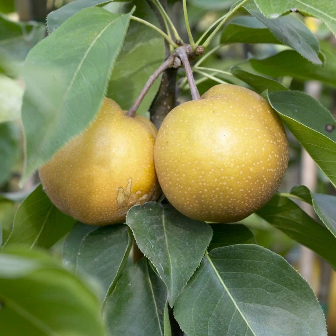 Kumoi' Asian Pear Tree | Nashi Pear 3 Kumoi' Asian Pear Tree | Nashi Pear