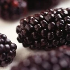 Wellington Mulberry Tree -Plant Seeds Store FRU0143 2 2eacbfc8 f675 4ba9 9bd6 2dbe3957165a