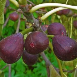 3 Super Easy To Grow Fruit Trees | Apple, Fig & Plum 12 3 Super Easy To Grow Fruit Trees | Apple, Fig & Plum -Plant Seeds Store FRU0148 1 a40cf121 4467 400e 880f 5610c172c7f5