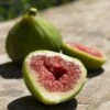 Dalmatie Fig Tree -Plant Seeds Store FRU0157 2real