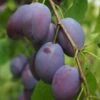 Shropshire Prune Damson Tree 1 Shropshire Prune Damson Tree -Plant Seeds Store FRU0162 1