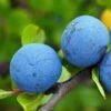 Farleigh Damson Tree -Plant Seeds Store FRU0164 1