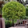 Seville Orange Tree 'Bigaradier' | Grafted Mini-Stem -Plant Seeds Store FRU0168 1
