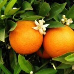 Seville Orange Tree 'Bigaradier' | Grafted Mini-Stem -Plant Seeds Store FRU0168 3