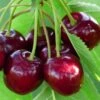Sunburst Cherry Tree 2 Sunburst Cherry Tree -Plant Seeds Store FRU0169 1