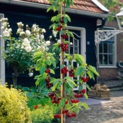 Mini Orchard Collection | Cherry, Pear & Plum Trees -Plant Seeds Store FRU0169 3 feceb9a9 7cae 45c8 b7ee 6efa60d9bf53