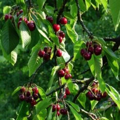 Stella Cherry Tree 13 Stella Cherry Tree -Plant Seeds Store FRU0174 2