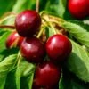 Morello Cherry Tree 1 Morello Cherry Tree -Plant Seeds Store FRU0178 1