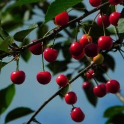 Morello Cherry Tree 14 Morello Cherry Tree -Plant Seeds Store FRU0178 2