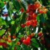 May Duke Cherry Tree -Plant Seeds Store FRU0179 1