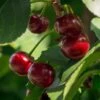 Lapins 'Cherokee' Cherry Tree 2 Lapins 'Cherokee' Cherry Tree -Plant Seeds Store FRU0181 1