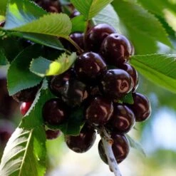 Cross-Pollinating Cherry Collection | Kordia, Merchant & Regina 12 Cross-Pollinating Cherry Collection | Kordia, Merchant & Regina -Plant Seeds Store FRU0183 1 673421f9 4589 4e74 9f6e 04ac6fc3452a