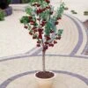 Hartland Patio Cherry Tree 1 Hartland Patio Cherry Tree -Plant Seeds Store FRU0185 2