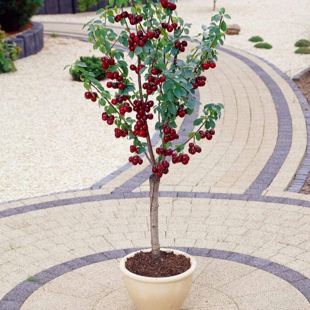 Hartland Patio Cherry Tree 3 Hartland Patio Cherry Tree