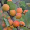 Tomcot Apricot Tree 2 Tomcot Apricot Tree -Plant Seeds Store FRU0187 1