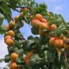 Flavourcot Apricot Tree 1 Flavourcot Apricot Tree -Plant Seeds Store FRU0192 1