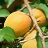 Early Moorpark Apricot Tree -Plant Seeds Store FRU0195 1