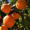 'New Large Early' Apricot Tree 2 'New Large Early' Apricot Tree -Plant Seeds Store FRU0197 1