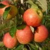 James Grieve Apple Tree | Dwarf Rootstock 1 James Grieve Apple Tree | Dwarf Rootstock -Plant Seeds Store FRU0198 1