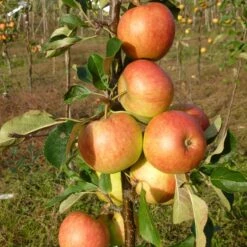 James Grieve Apple Tree | Dwarf Rootstock -Plant Seeds Store FRU0198 2